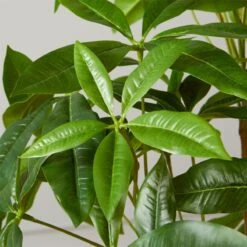 Faux Potted Money Plant 5' -Optimal Furniture Store FauxMoneyTree5FeetROF20