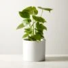 Live Monstera 6" In White Ceramic Pot