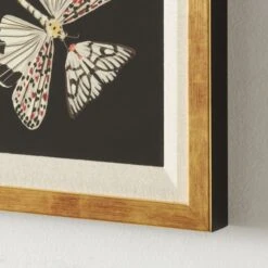 'Papillion' Framed Giclee Art Print 24"x24" -Optimal Furniture Store Papillion24x24inAV2SHS22