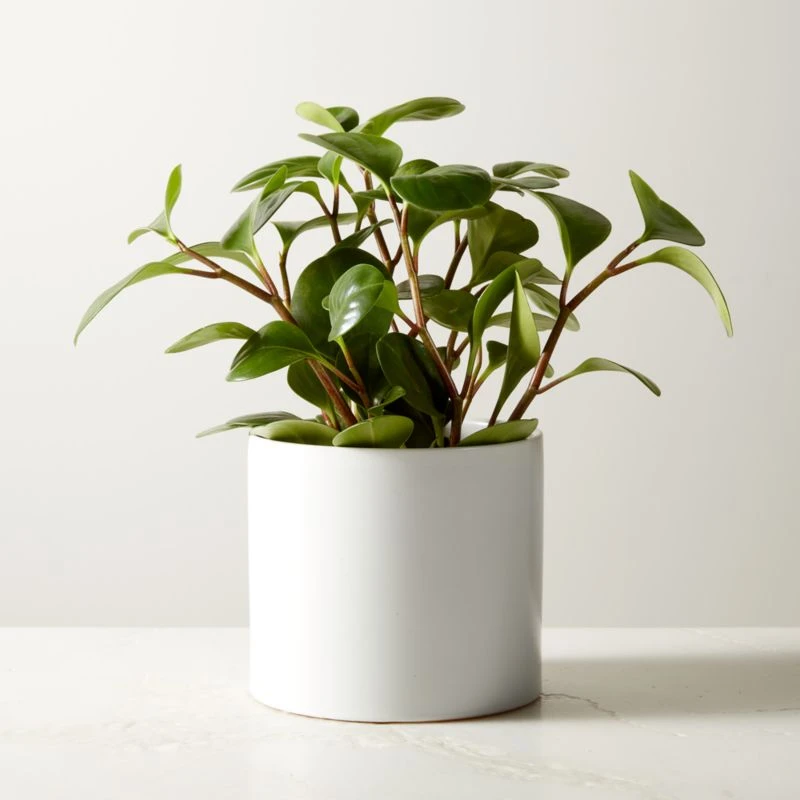 Live Peperomia Obtusifolia 6" In Ceramic White Pot 1 Live Peperomia Obtusifolia 6" In Ceramic White Pot