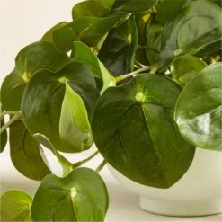 Potted Coin Plant 8" -Optimal Furniture Store PottedCoinPlantWhtPot8inAVSHS21