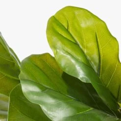 Potted Faux Fiddle Leaf Fig 5' 12 Potted Faux Fiddle Leaf Fig 5' -Optimal Furniture Store PottedFiddleLeafFigAVF17
