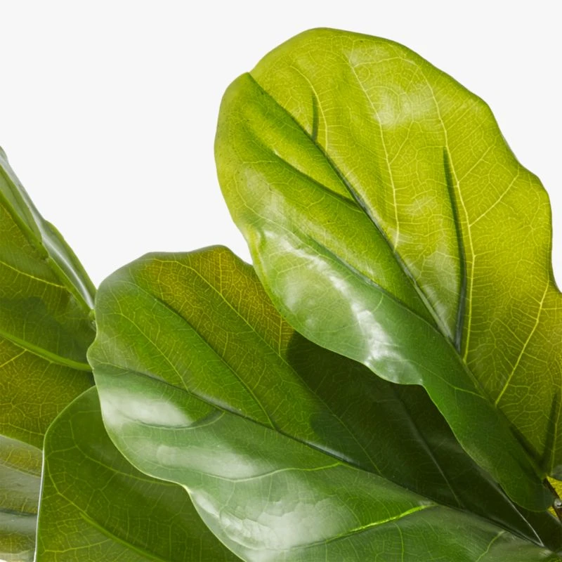 Potted Faux Fiddle Leaf Fig 5' 6 Potted Faux Fiddle Leaf Fig 5' - Image 6