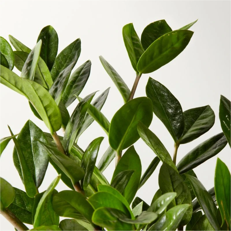 Live Zanzibar Gem ZZ Plant 6" In White Ceramic Pot 2 Live Zanzibar Gem ZZ Plant 6" In White Ceramic Pot - Image 2