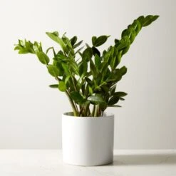 Live Zanzibar Gem ZZ Plant 6" In White Ceramic Pot